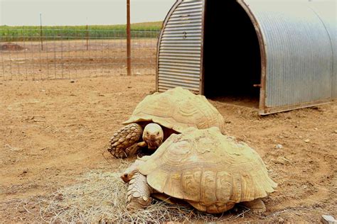 A Guide to Caring for Sulcata Tortoises as Pets