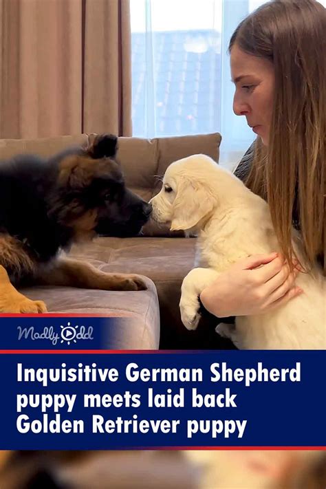 Inquisitive German Shepherd puppy meets laid back Golden Retriever puppy