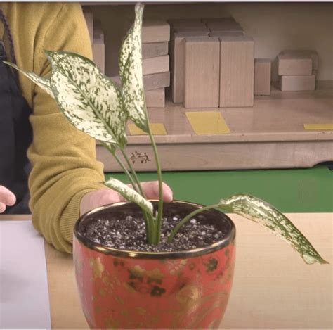 Drawing Plants - Studio in a School