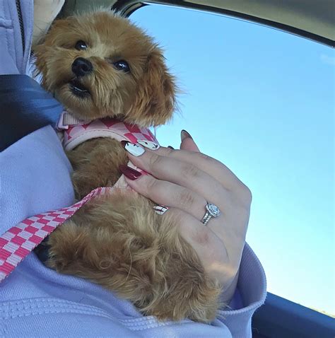 The Paw Parlor – DogRb