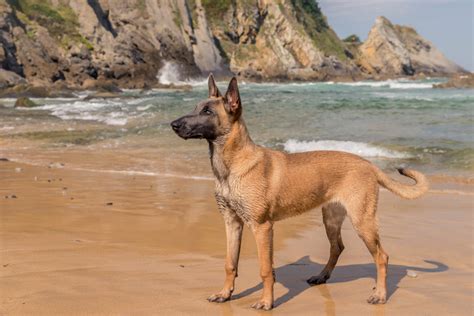 guard dogs top  list pawzy