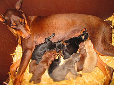 Doberman Pinscher Puppy Breeders in Kentucky | Henson's Doberman ...