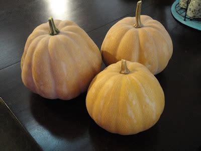 The Seminole Pumpkin Project | The Survival Gardener