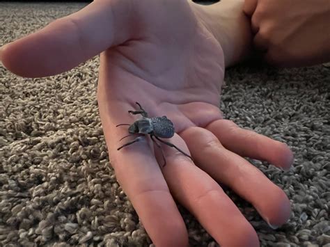 Someone explain to me how these guys aren't more popular pets. I mean