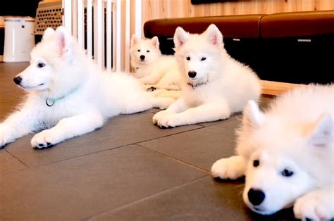 Samoyed Cafe AL | Things to do in Komazawa-Daigaku, Tokyo