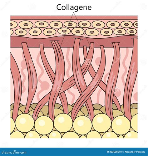 Collagen Protein Structure Diagram Medical Science Stock Illustration
