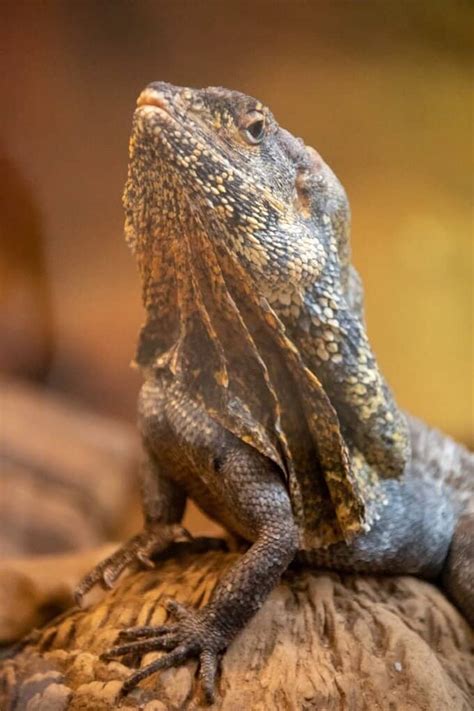 pet frilled lizards  cool facts  frilled dragons aka frilled