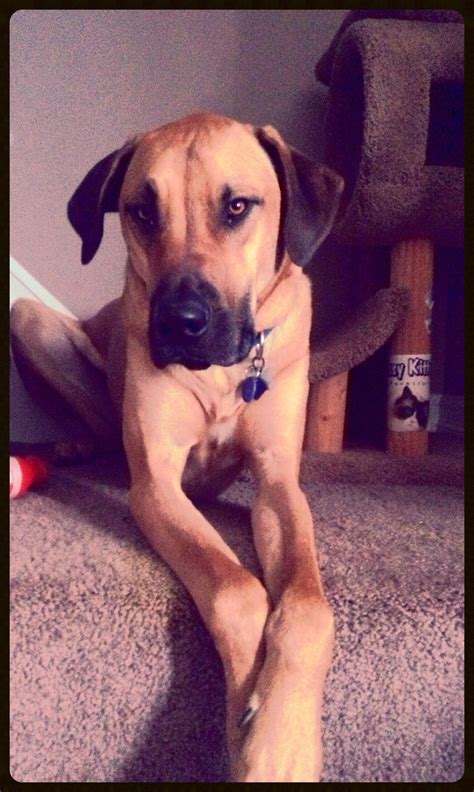 Great Dane/German Shepherd Charlie