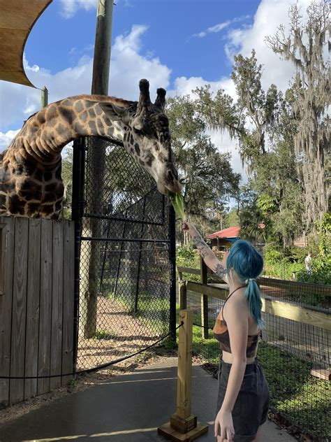 sneesnaw on Twitter: "Oh to be as happy as I was feeding a giraffe