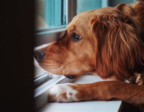 PetMesh Screens | PetMesh Fly Screens | Wideline