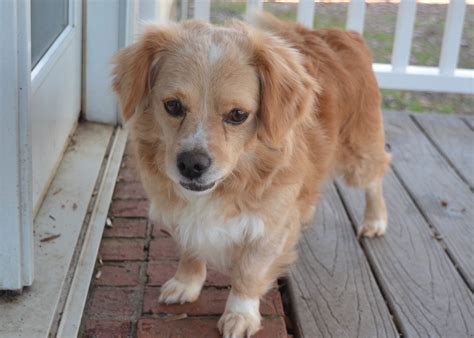 Adopt Samson - Cocker Spaniel & Corgi Mix Dog