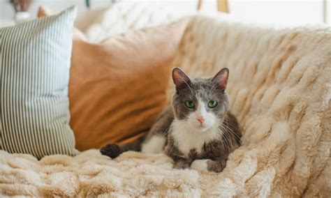 how to get rid of cat pee smell home remedies