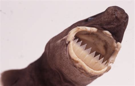 Cookiecutter Shark Life Cycle The Speculative Evolution Of Monster