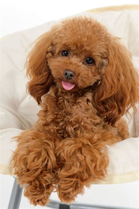 Are Standard Poodles Cuddly