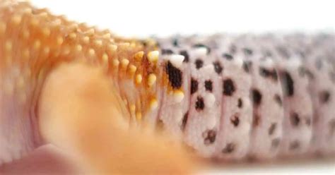 Leopard Gecko Behavior - AnimalBehaviorCorner