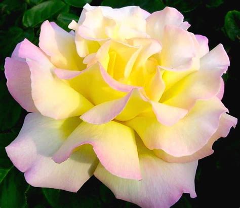 The Peace Rose Honors the End of WWII - Arizona Federation of Garden Clubs