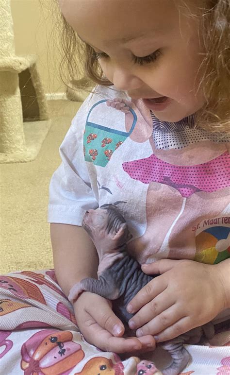 1724 best Munchkin images on Pholder | Aww, Munchkin Cats and Illegally