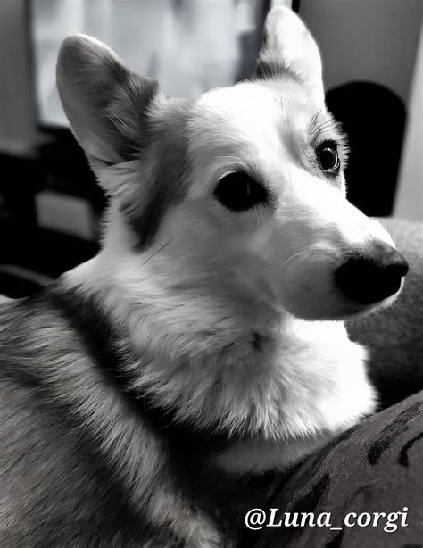 Lovely Luna 😊 : r/corgi