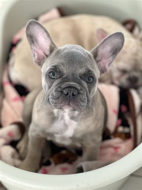 Blue Fawn Fluffy Carrier French Bulldog For Sale | Wild Blue