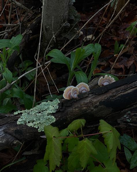 Bloodlustelf - This fungus look like seashells, what a fungi! 🍄‍🟫 • #