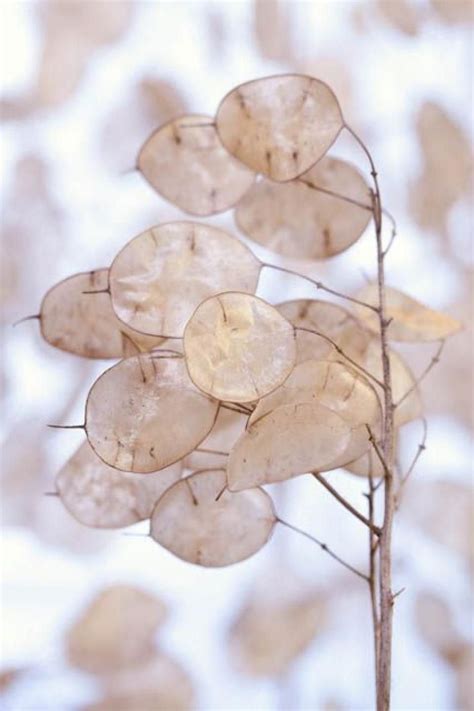 Лунария сухоцвет - фото и картинки: 65 штук