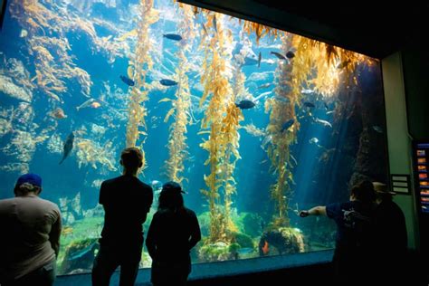 Birch Aquarium At Scripps Institution Of Oceanography | Aquarium Ucsd ...