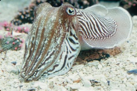 9 Fascinating Facts About Cephalopods From Monterey Bay Aquarium ...