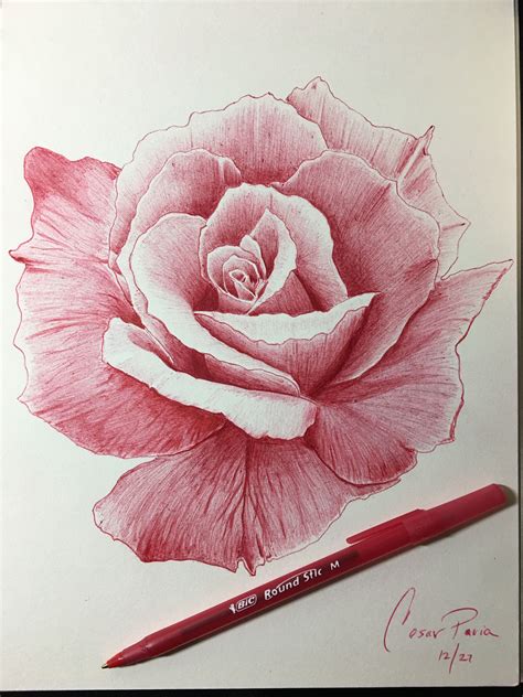 red realistic rose drawing