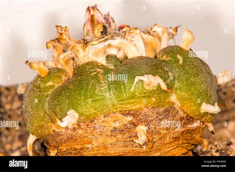 peyote, ritual cactus Stock Photo - Alamy
