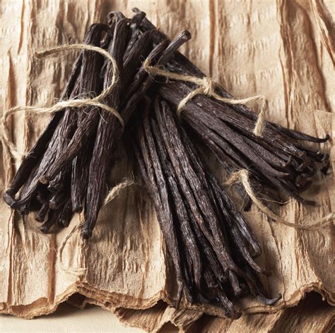 vanilla crop report nielsen massey vanillas vanilla plant vanilla