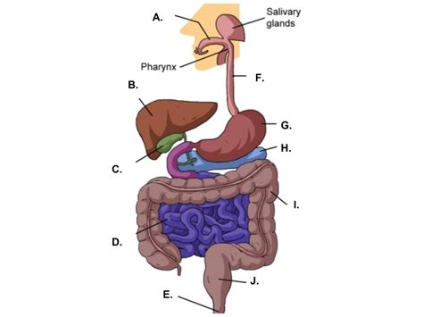 Digestive Tract Diagram | Quizlet