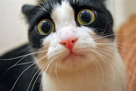 funny cat pics
