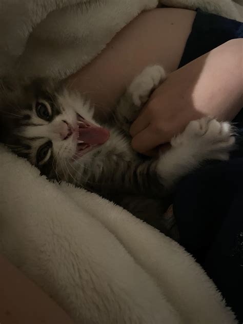 Scoots is mad because we found his hiding spot : r/Catswhoyell