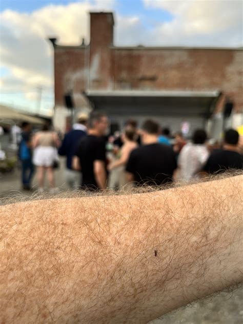 Richmond’s first 804 Day celebration disrupted by swarms of gnat-like