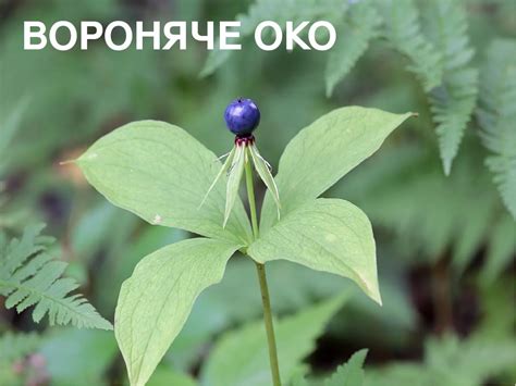 Рослини лісу