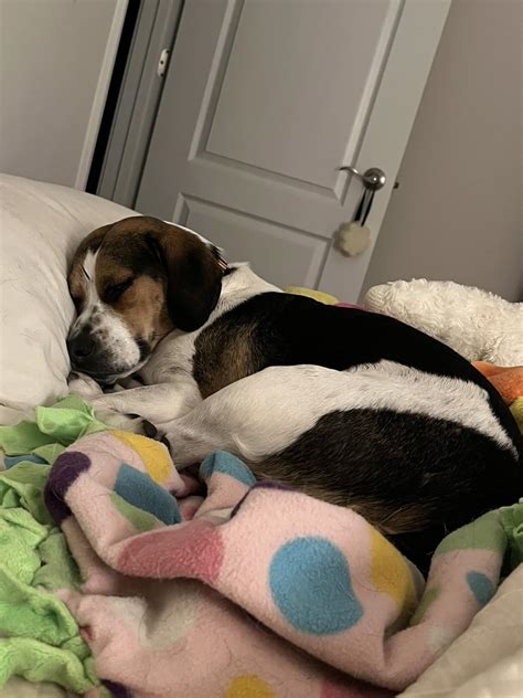 Beagle Owners | Hi all! I just wanted to introduce myself and share a photo I took