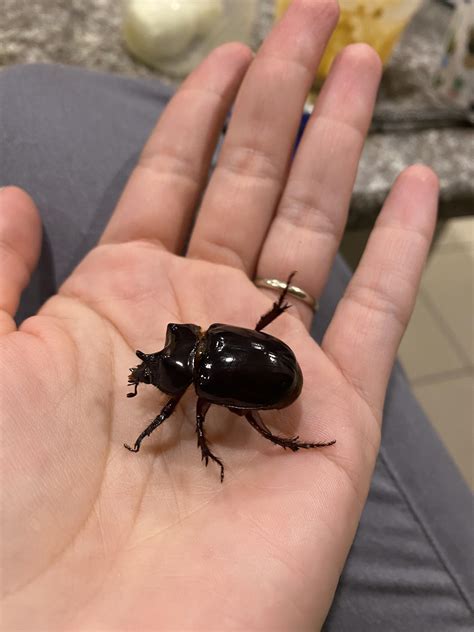 ID please! This was my beetle, Woodhouse. Guessing a rhino beetle? He