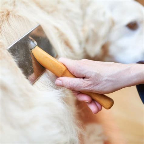 How Much Does an English Cream Golden Retriever Cost?