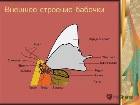 Презентация на тему: "Презентация к уроку по биологии (7 класс) по теме ...