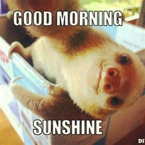 Funny Good Morning Memes - Cute And Beautiful Pictures For Him & Her in ...