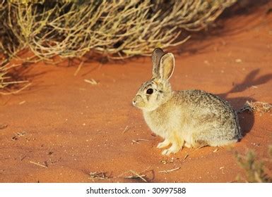 3,444 Rabbit Desert Stock Photos, Images & Photography | Shutterstock