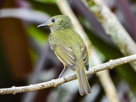 Flycatcher Bird Animal - Free photo on Pixabay - Pixabay