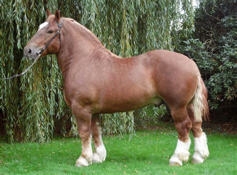 Cavalos Da Raça Percheron - Percheron horse breed france horse lovers – Artofit