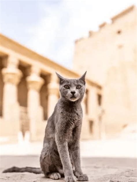 terrific egyptian cat names    cat  love story