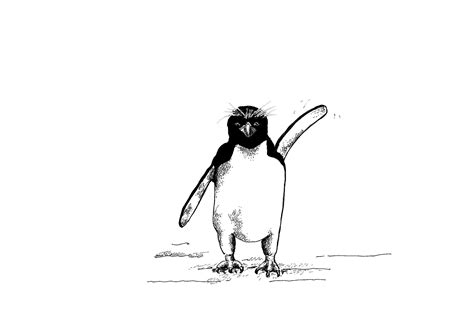 Prints – Penguin Art for Conservation
