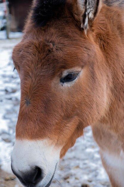 premium photo donkey face