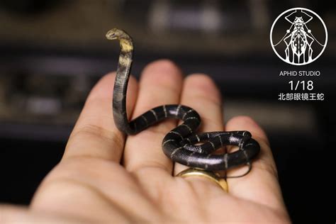 Aphid Studio - Northern King Cobra (Licensed) - OrzGK