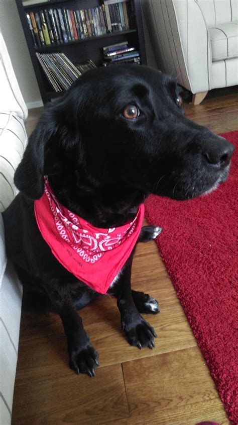 Family's allegedly 9yo Lab/Border Collie Mix Rescue dog : r/dogpictures