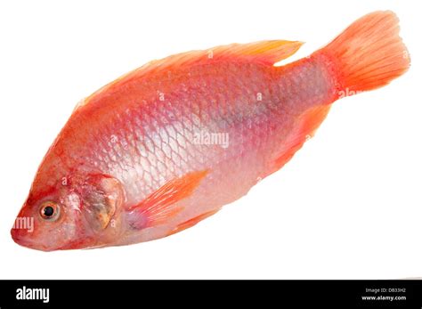 Tilapia Fish Look Like