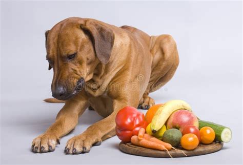 Healthy dog food stock photo. Image of citrus, fawn, adorable - 12584158